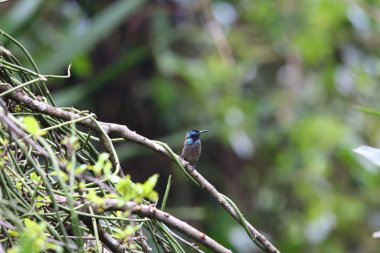 Yeşil başlı Sunbird (Cyanomitra verticalis) volkanı Milli Parkı, Ruanda