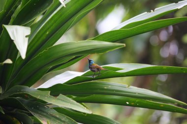 Yeşil başlı Sunbird (Cyanomitra verticalis) volkanı Milli Parkı, Ruanda