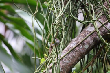 Volkanı Milli Parkı, Ruanda gri destekli Camaroptera (Camaroptera brevicaudata)