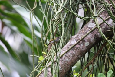 Volkanı Milli Parkı, Ruanda gri destekli Camaroptera (Camaroptera brevicaudata)