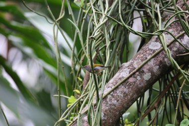 Volkanı Milli Parkı, Ruanda gri destekli Camaroptera (Camaroptera brevicaudata)