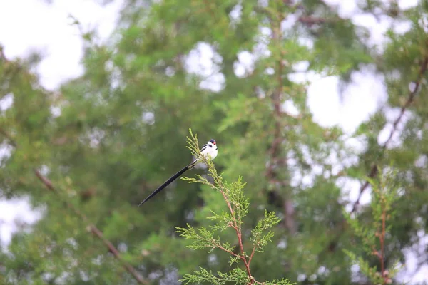 Pin Tailed Whydah Vidua Macroura Rwanda Afrique — Photo