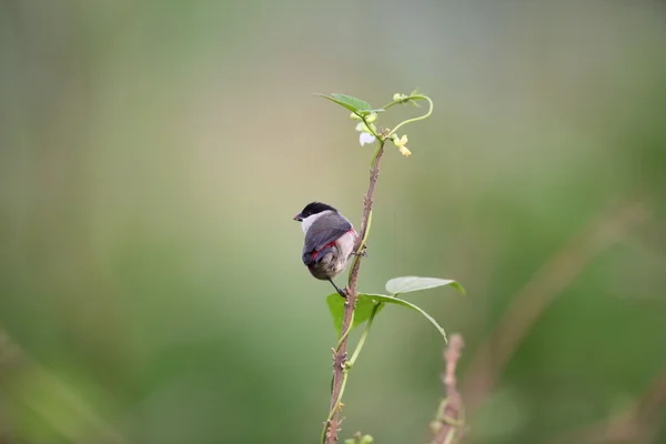 Schwarzkopf-Wachsvogel (estrilda atricapilla) in Ruanda — Stockfoto