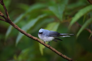Ak kuyruklu mavi sinekkapan (Elminia albicauda) Volkanı Milli Parkı, Ruanda