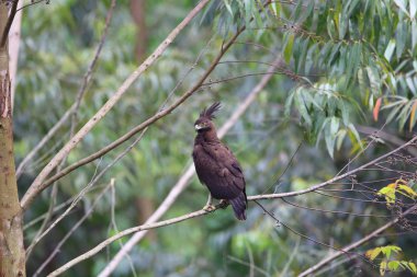 Uzun ince kenarlı kartal (Lophaetus occipitalis) Uganda