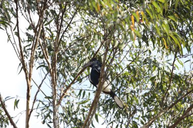 Uganda siyah-ve-white-casqued Kartallar (Bycanistes subcylindricus)