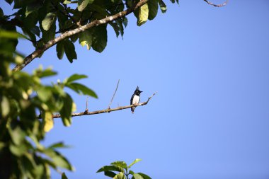 Siyah-Beyaz örümcek kuşu-sinekkapan (önyargı musicus) Kibale Ulusal Parkı, Uganda