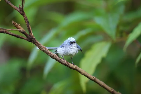 Atrapamoscas de cola blanca (Elminia albicauda) en el Parque Nacional Volcán, Ruanda — Foto de Stock