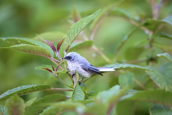 Atrapamoscas de cola blanca (Elminia albicauda) en el Parque Nacional Volcán, Ruanda —  Fotos de Stock