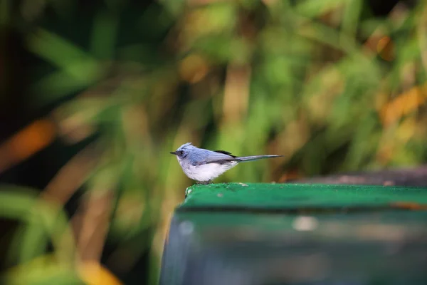 Atrapamoscas de cola blanca (Elminia albicauda) en el Parque Nacional Volcán, Ruanda —  Fotos de Stock