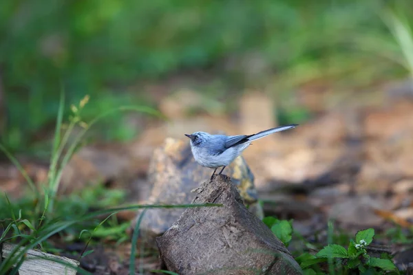 Atrapamoscas de cola blanca (Elminia albicauda) en el Parque Nacional Volcán, Ruanda —  Fotos de Stock