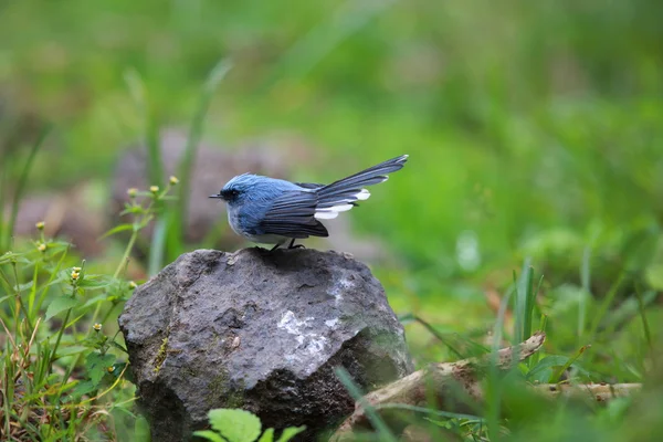 흰 꼬리 파란 새 (Elminia albicauda) 화산 국립 공원, 르완다 — 스톡 사진