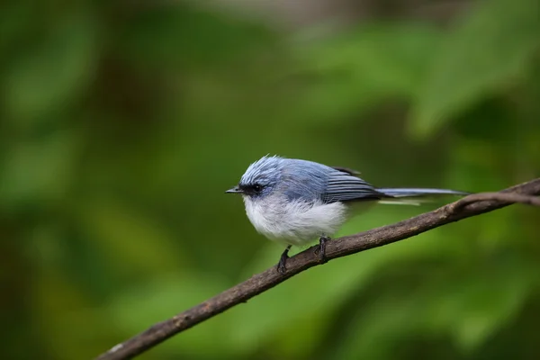 White-tailed blue flycatcher (Elminia albicauda) in Volcano National Park,Rwanda — Stock Photo, Image