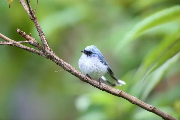 흰 꼬리 파란 새 (Elminia albicauda) 화산 국립 공원, 르완다 — 스톡 사진