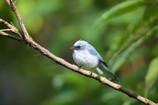 흰 꼬리 파란 새 (Elminia albicauda) 화산 국립 공원, 르완다 — 스톡 사진