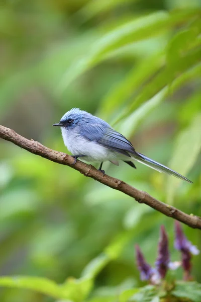 Apanhador de moscas azul de cauda branca (Elminia albicauda) no Parque Nacional do Vulcão, Ruanda — Fotografia de Stock