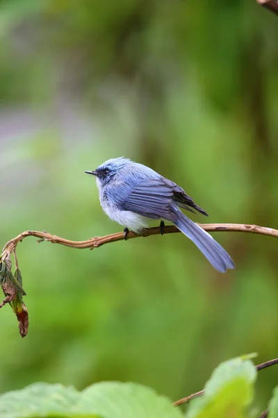 Bílé sledoval modré flycatcher (Elminia albicauda) v národním parku Vulkán, Rwanda — Stock fotografie