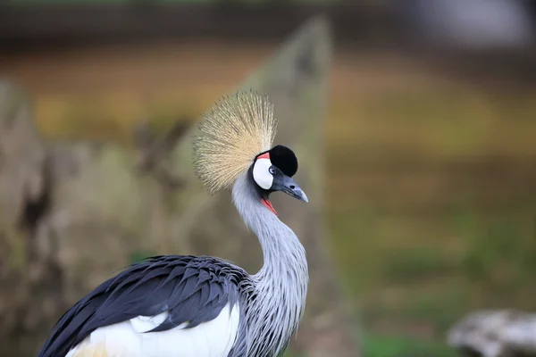 ホオジロカンムリヅル (Balearica regulorum) ウガンダで — ストック写真