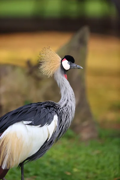 Graukronenkranich (balearica regulorum) in uganda — Stockfoto