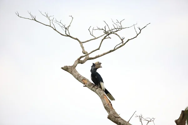 Zwart-and-wit-casqued neushoornvogel (Bycanistes subcylindricus) in Oeganda — Stockfoto