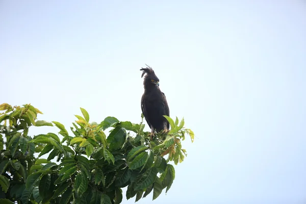 Langholzadler (lophaetus occipitalis) in uganda — Stockfoto
