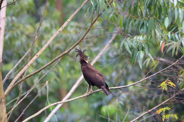 Dlouho-orel (Lophaetus occipitalis) v Ugandě — Stock fotografie