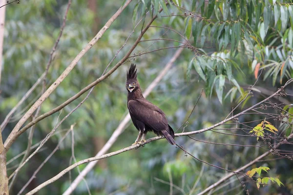 Aquila dalla cresta lunga (Lophaetus occipitalis) in Uganda — Foto Stock