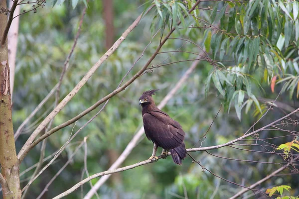 Uzun ince kenarlı kartal (Lophaetus occipitalis) Uganda — Stok fotoğraf