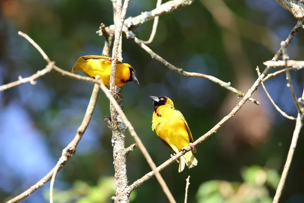 Villaggio Weaver (Ploceus cucullatus) in Ruanda — Foto Stock