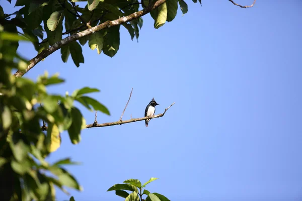 Acchiappasogni in bianco e nero (Bias musicus) nel Parco Nazionale del Kibale, Uganda — Foto Stock