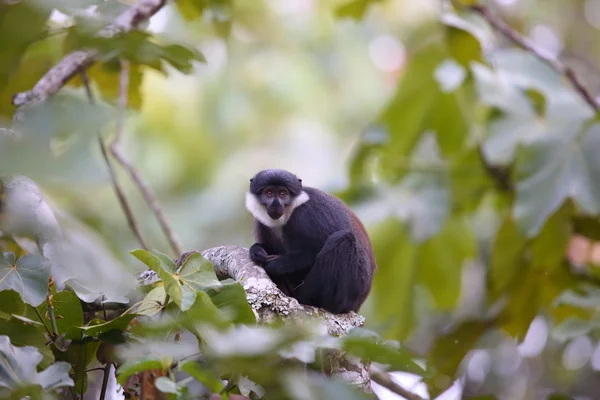 L'Hoest'ın maymun (Cercopithecus l' hoesti) Kibale Ulusal Parkı, Uganda — Stok fotoğraf