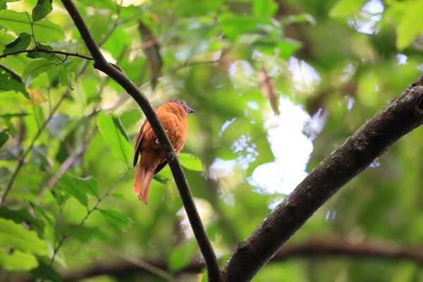 Fraser 's Rufous Thrush or Rufous flycatcher-thrush (Neocossyphus fraseri) di Taman Nasional Kibale, Uganda — Stok Foto