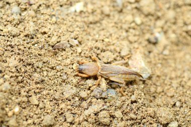 Kırmızı Shiso (Perilla frutescens) Japonya'da