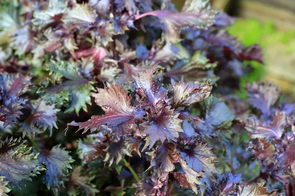 Piros Shiso (Perilla frutescens) Japánban — Stock Fotó