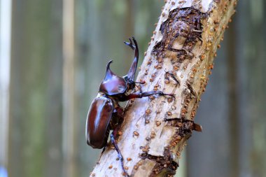 Japonya'da Japon gergedan böceği (trypoxylus dichotomus)