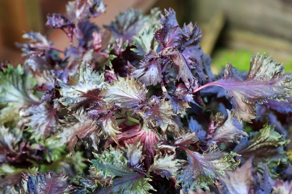 Červená Shiso (Perilla frutescens) v Japonsku — Stock fotografie