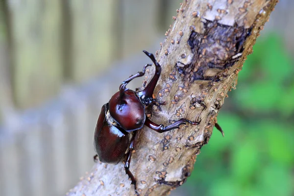 Japanese rhinoceros beetle (Trypoxylus dichotomus) in Japan — Stock Photo, Image