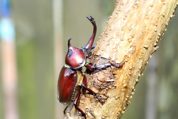 Besouro-rinoceronte-japonês (Trypoxylus dichotomus) no japão — Fotografia de Stock