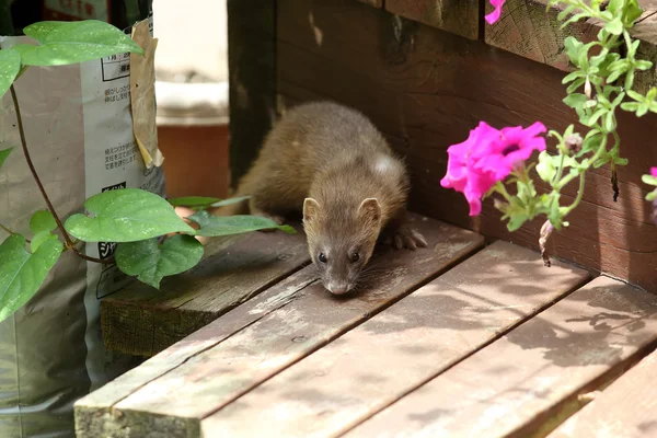 Siberian Weasel (Mustela sibirica) in Japan — Stock Photo, Image