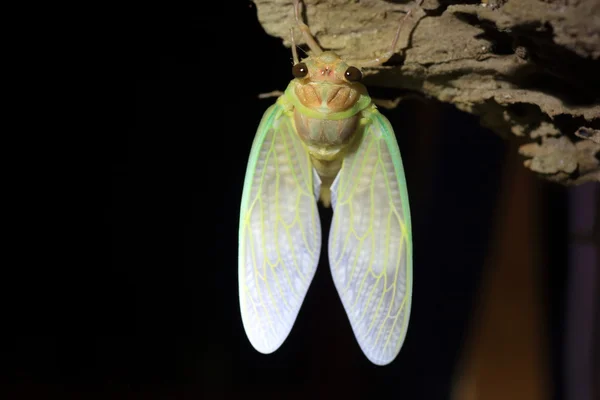 Büyük kahverengi Cicada (Graptopsaltria nigrofuscata) Japonya'da ortaya çıkması — Stok fotoğraf
