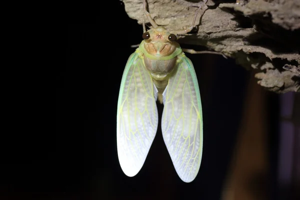 Framväxten av stora Brown Cicada (Graptopsaltria nigrofuscata) i Japan — Stockfoto