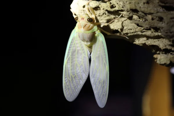 Émergence de la grande Cicada brune (Graptopsaltria nigrofuscata) au Japon — Photo