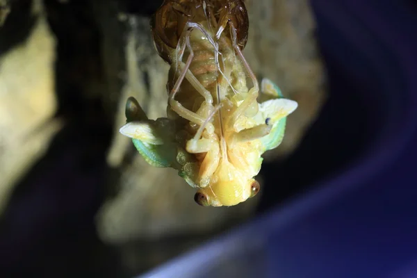 Opkomst van de grote bruine Cicada (Graptopsaltria nigrofuscata) in Japan — Stockfoto