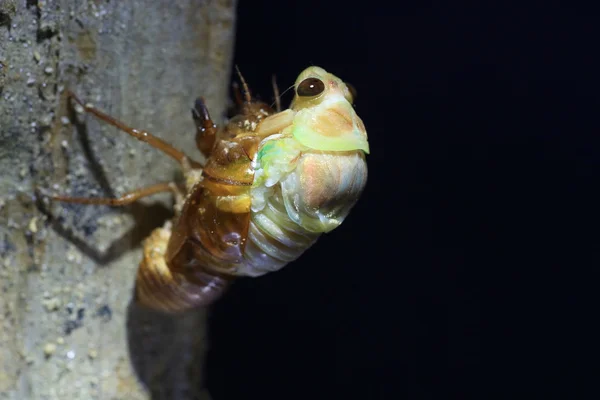 Opkomst van de grote bruine Cicada (Graptopsaltria nigrofuscata) in Japan — Stockfoto