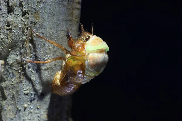 Entstehung der großen braunen Zikade (graptopsaltria nigrofuscata) in Japan — Stockfoto
