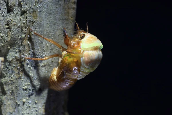 Vznik velkých Brown cikáda (Graptopsaltria nigrofuscata) v Japonsku — Stock fotografie