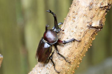 Japonya'da Japon gergedan böceği (trypoxylus dichotomus)