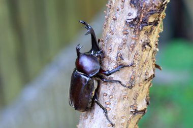 Japonya'da Japon gergedan böceği (trypoxylus dichotomus)