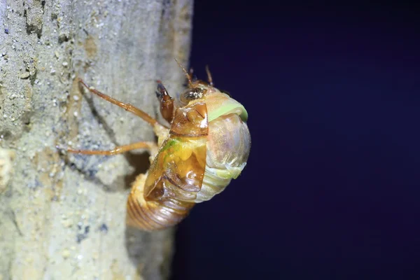 Emergenza della Cicada bruna grande (Graptopsaltria nigrofuscata) in Giappone — Foto Stock