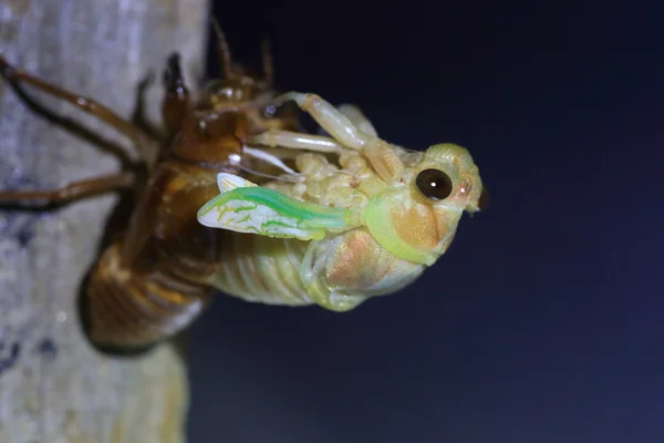 Opkomst van de grote bruine Cicada (Graptopsaltria nigrofuscata) in Japan — Stockfoto